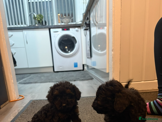 Cockapoo dogs - Advert 31