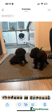 Cockapoo dogs - Advert 14