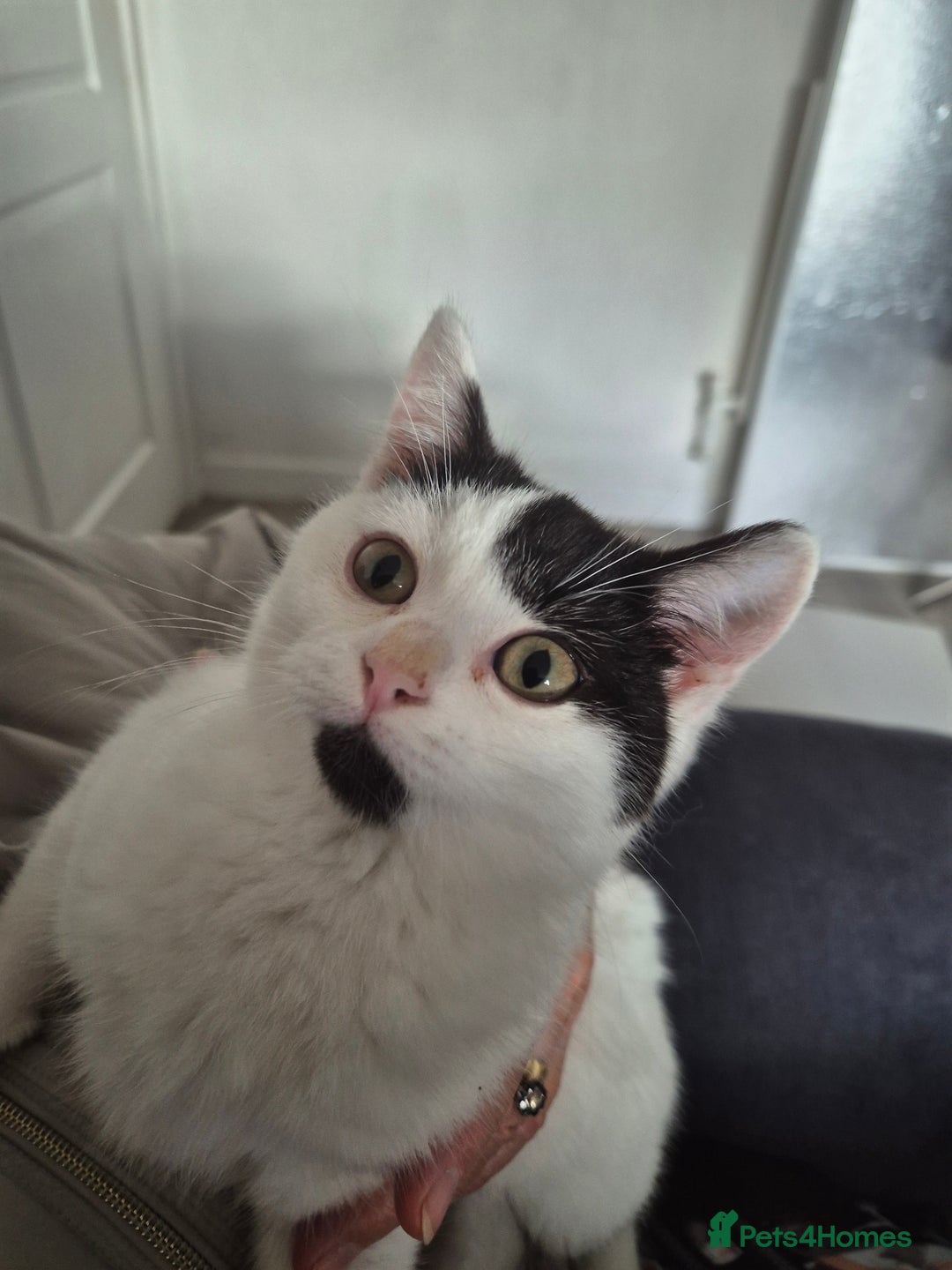 Selkirk Rex cats for sale: Tica reg  pedigree selkirk rex kittens ready now  - Advert 33