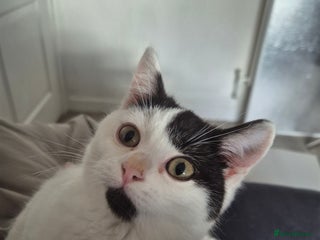 Selkirk Rex cats Tica reg pedigree selkirk rex kittens ready now - Advert 6