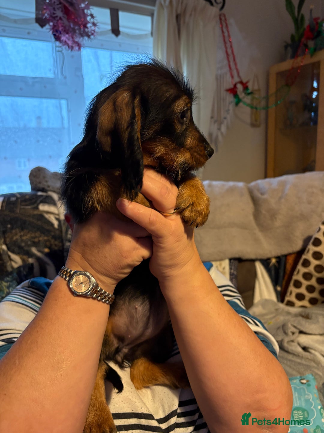 Mixed Breed dogs for sale: Beautiful Dorkie puppies Ready Now!! - Advert 5