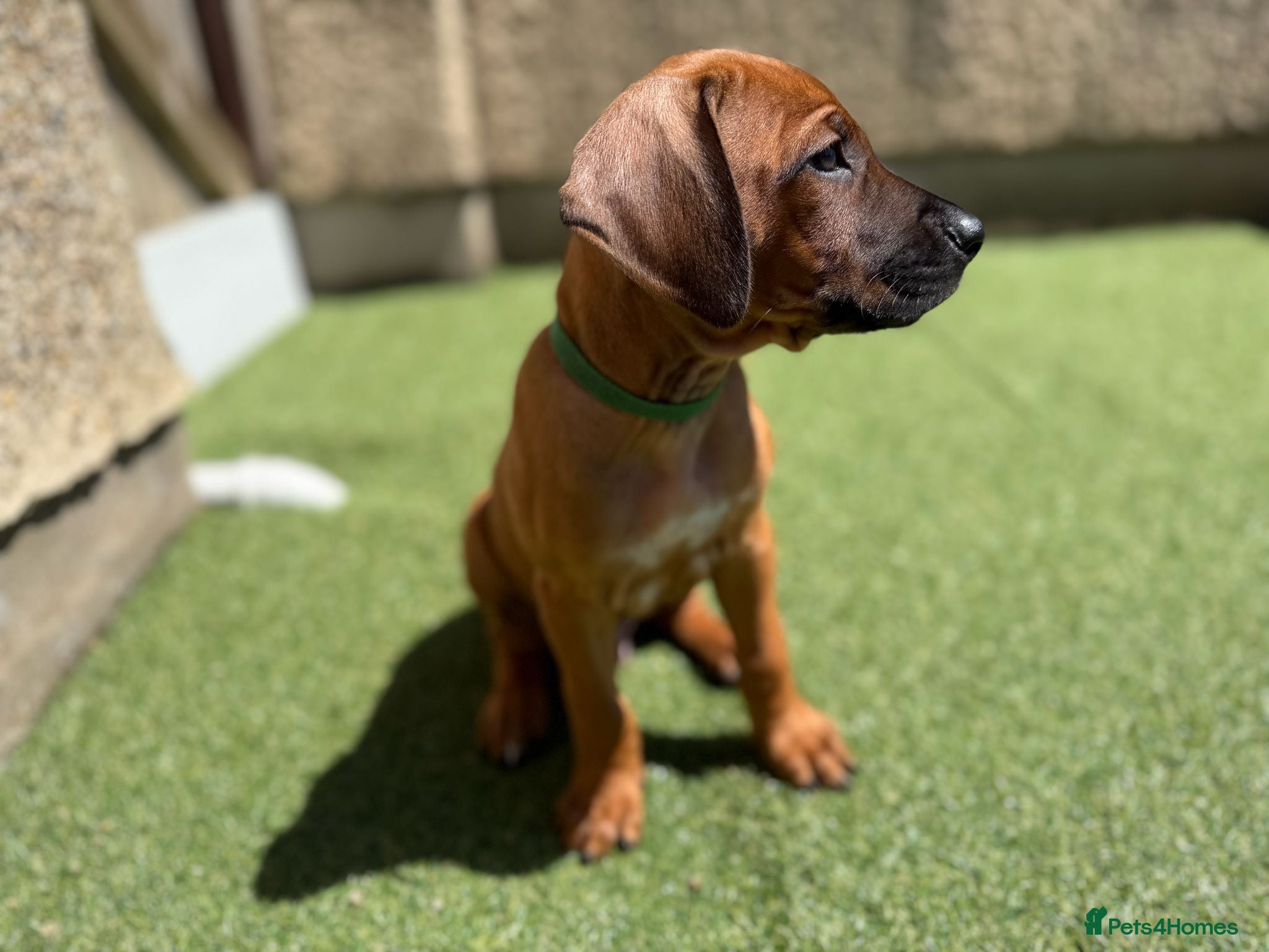 Rhodesian Ridgeback dogs Stunning KC Registered Rhodesian Ridgeback Puppies - Advert 1
