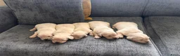 Golden Retriever dogs for sale: Golden retreivers  - Advert 5