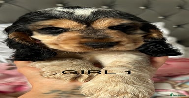 Cocker Spaniel dogs - Advert 16