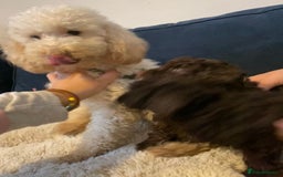 Maltipoo dogs for sale: 🩷Exceptional Maltipoo Ladies🩷 - Image 6