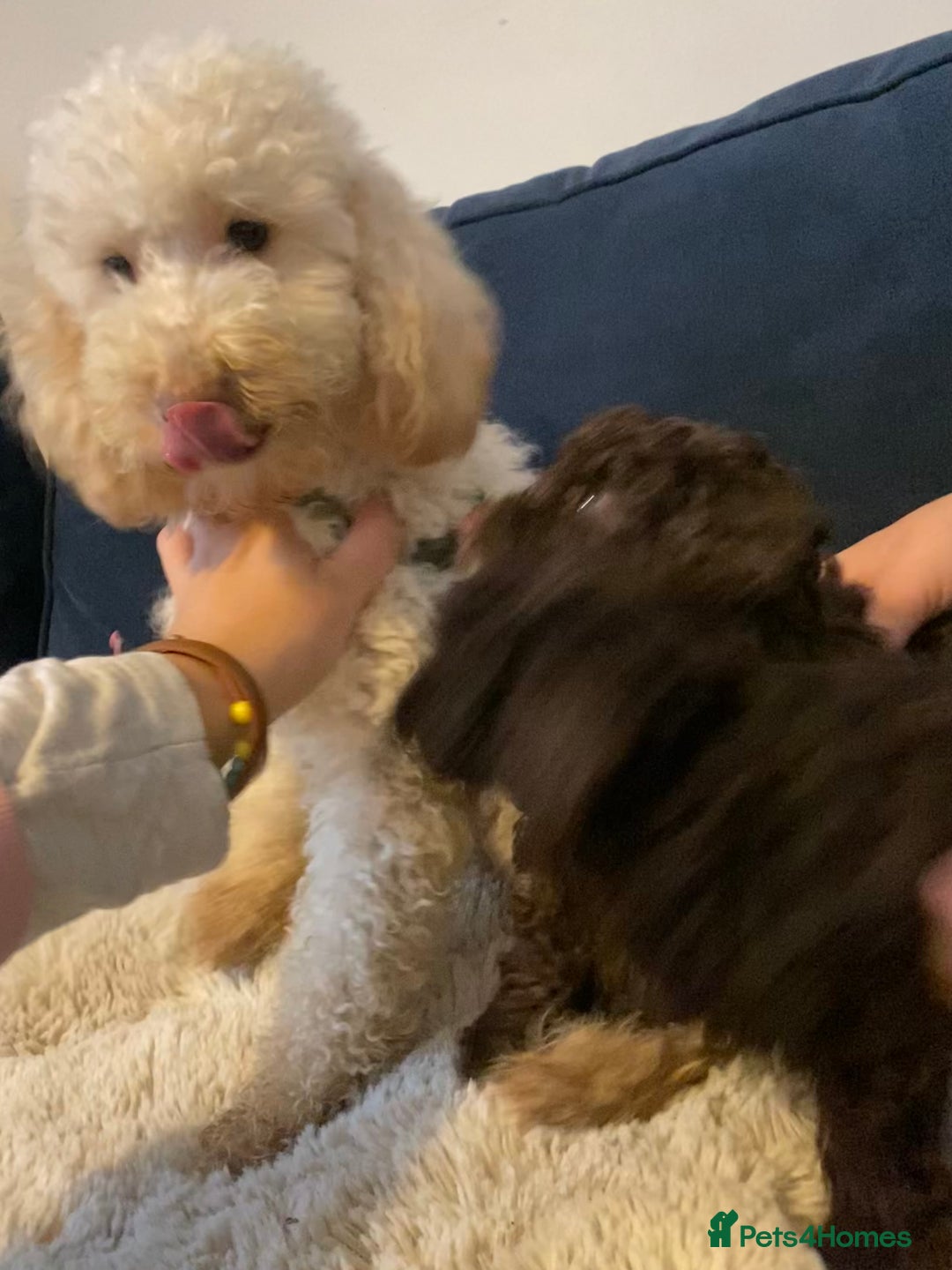 Maltipoo dogs for sale: 🩷Exceptional Maltipoo Ladies🩷 - Image 6