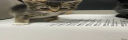 Mixed Breed cats for sale: KITTENS FOR SALE - Advert 12
