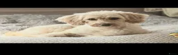 Cockapoo dogs for sale: Leics Charnwood F2 Cockapoos Genetically Tested  - Advert 1