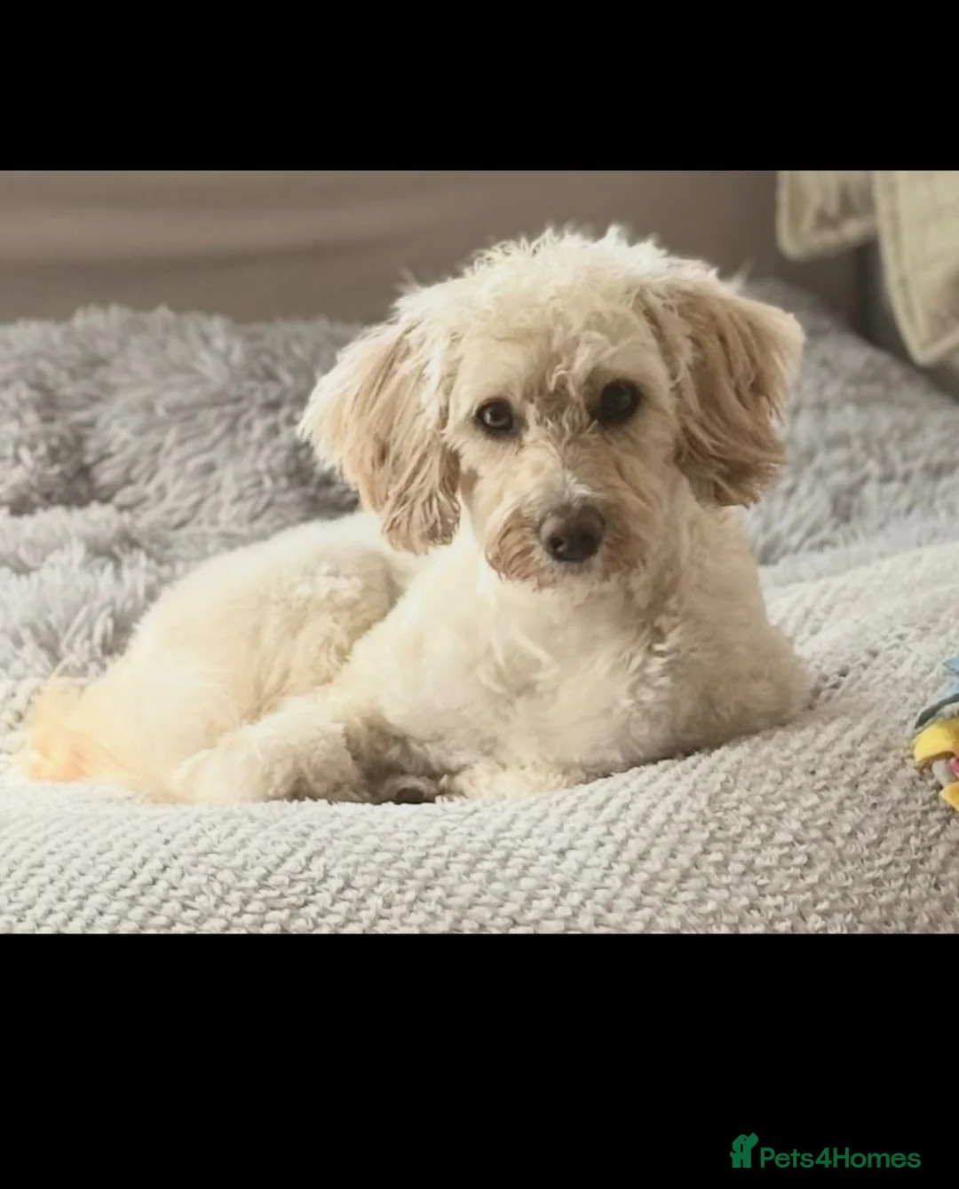 Cockapoo dogs for sale: Leics Charnwood F2 Cockapoos Genetically Tested  - Advert 1