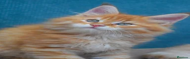 Red Tabby Male