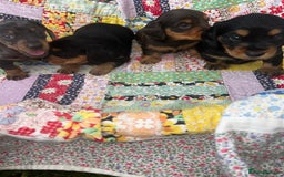 Miniature Dachshund dogs for sale: Miniature dachshund puppies  - Image 2