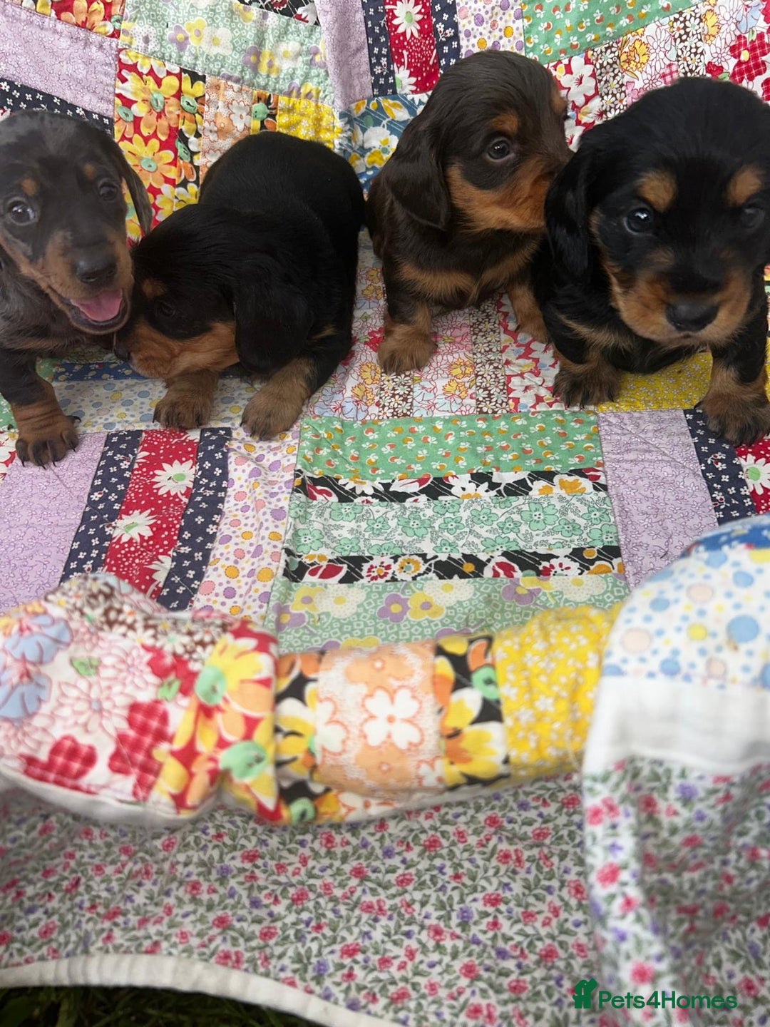 Miniature Dachshund dogs for sale: Miniature dachshund puppies  - Image 2