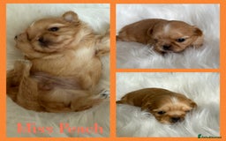 Shih Tzu dogs for sale: Stunning full Imperial Shih Tzu’s - Image 18