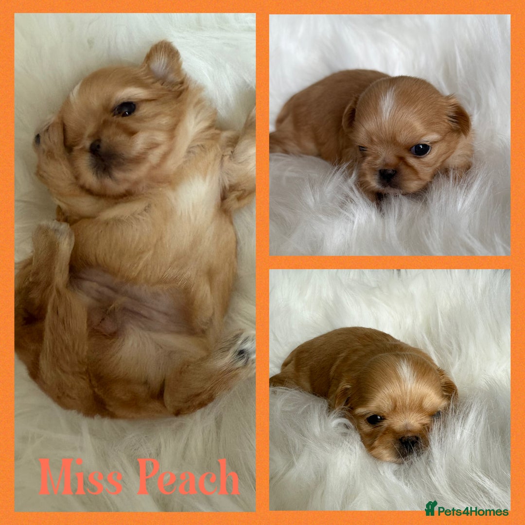 Shih Tzu dogs for sale: Stunning full Imperial Shih Tzu’s - Image 18