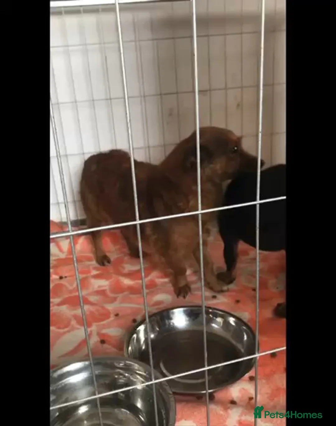 Mixed Breed dogs for adoption: Canela, 5-6 yrs old. Available for adoption. - Advert 6