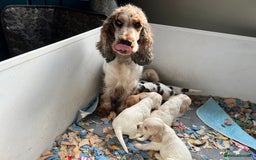 Cocker Spaniel dogs for sale: KC health tested hip scored Sable Roan Show Cocker - Image 5
