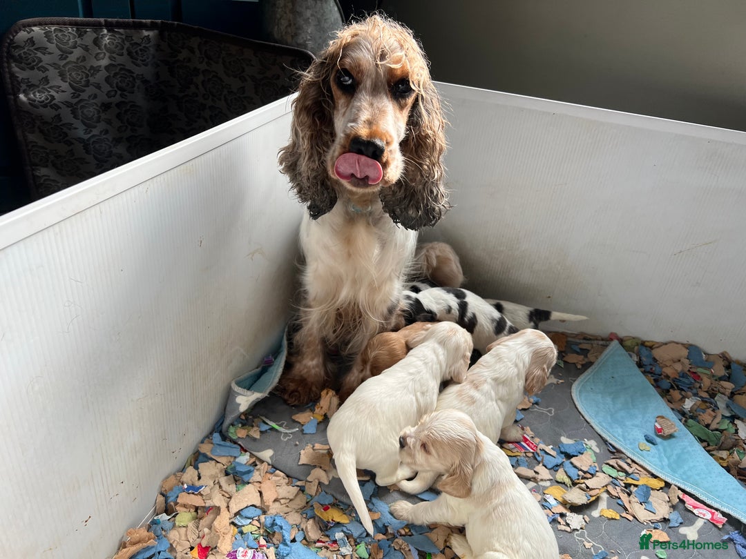 Cocker Spaniel dogs for sale: KC health tested hip scored Sable Roan Show Cocker - Image 5