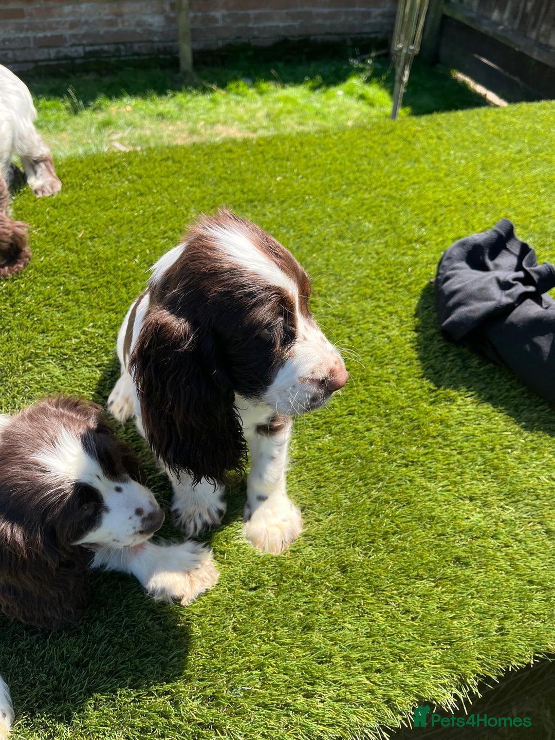 Cocker Spaniel dogs for sale: 2 Cocker spaniel puppies available  - Image 16