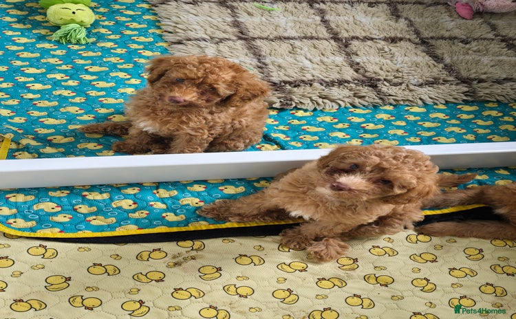 Toy Poodle dogs in Belvedere - Advert 3