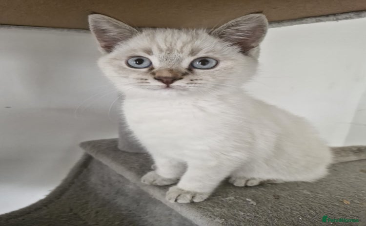 Selkirk Rex cats Tica registered pedigree selkirk rex kittens - Advert 5