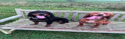 Cocker Spaniel dogs for stud: Working Cocker Spaniel Stud (proven) - Advert 10