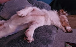 Miniature Dachshund dogs for sale: Male long hair dachshund  - Image 3