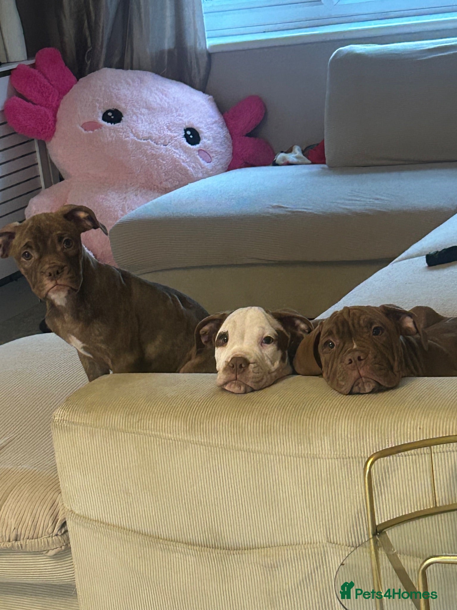 Mixed Breed dogs Standard American bully  ** tiff - Advert 11