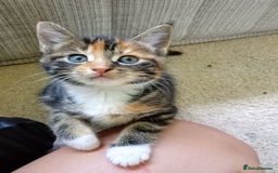 Mixed Breed cats for sale: Beautiful mixed Maine Coon kittens  - Image 7
