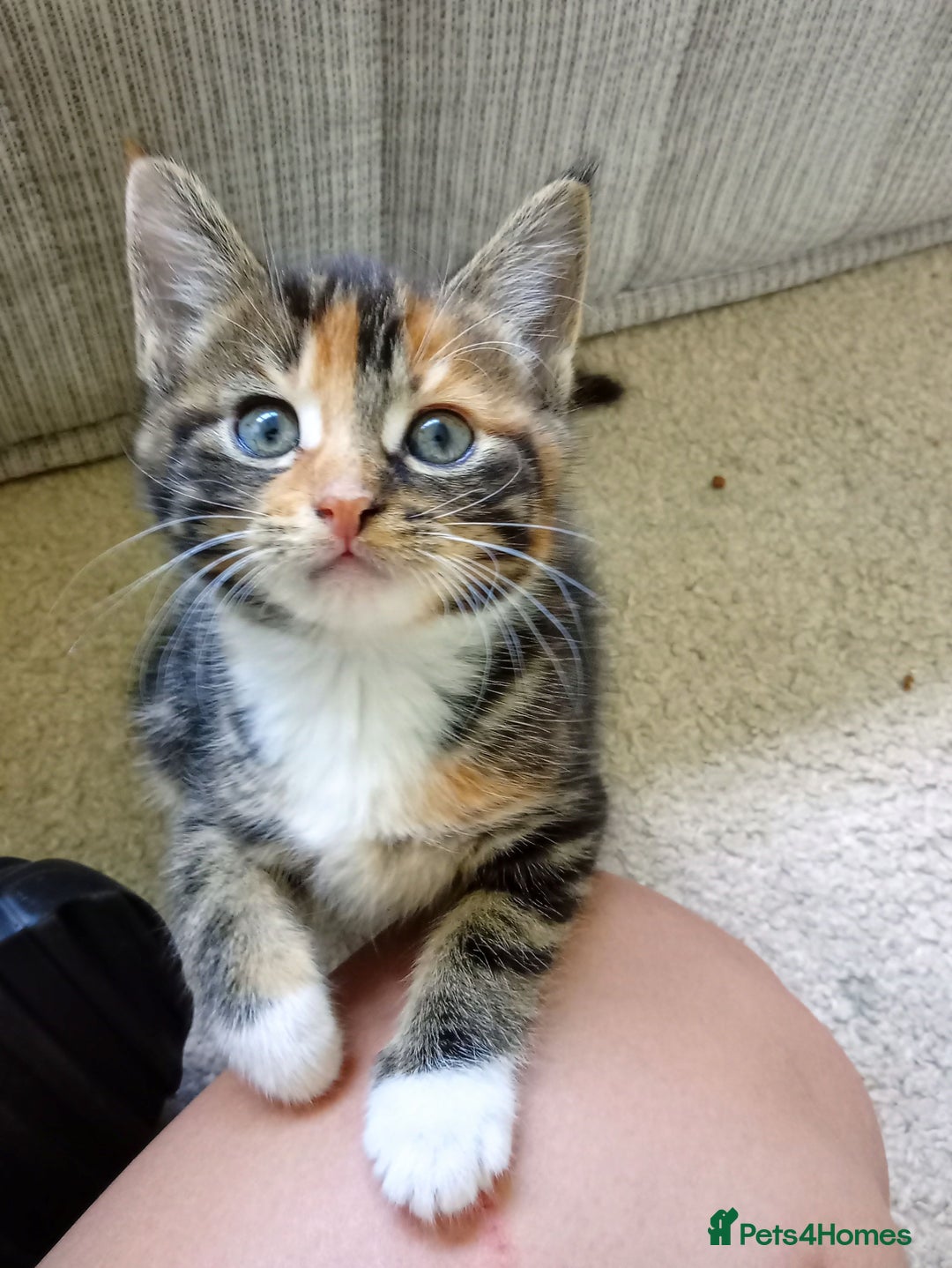 Mixed Breed cats for sale: Beautiful mixed Maine Coon kittens  - Image 7