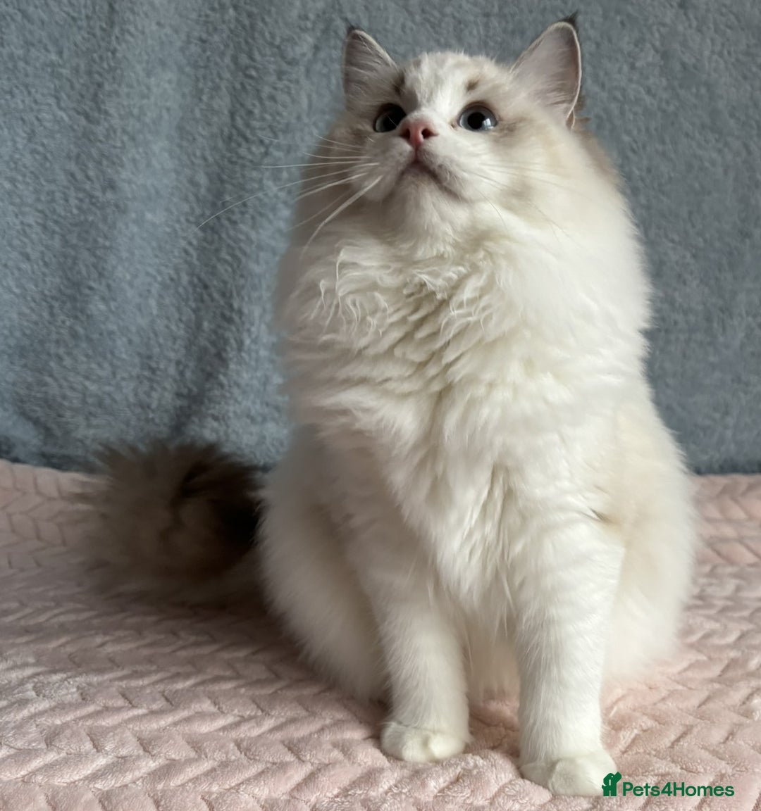 Ragdoll cats for sale: Playful Pedigree Ragdoll Kittens Available - Advert 7