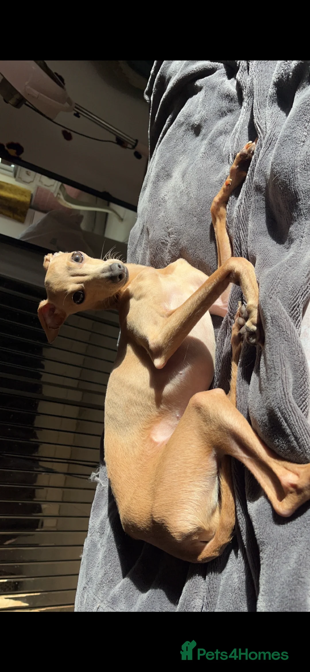 Italian Greyhound dogs for stud: Tiny stud with HUGE personality - Advert 5
