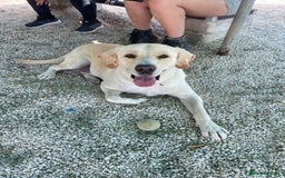 Labrador Retriever dogs for adoption: Xarkas - Seeking a special home - Image 2