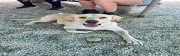 Labrador Retriever dogs for adoption: Xarkas - Seeking a special home - Advert 2