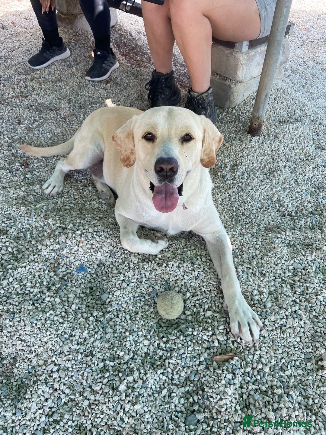 Labrador Retriever dogs for adoption: Xarkas - Seeking a special home - Image 2