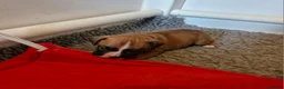 Boxer dogs for sale: STUNNING GORGEOUS KC PUPPIES  - Advert 15