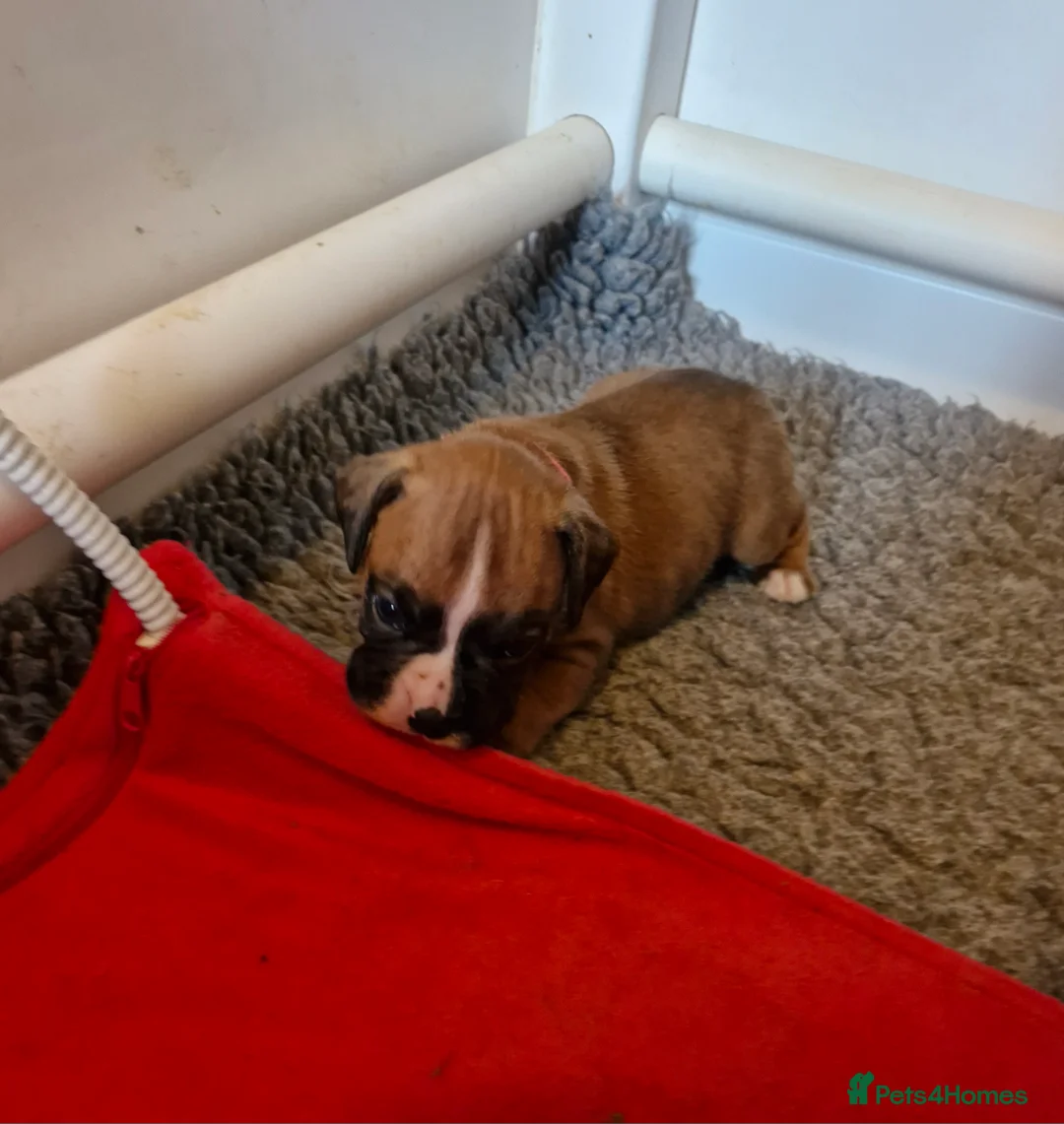 Boxer dogs for sale: STUNNING GORGEOUS KC PUPPIES  - Advert 15