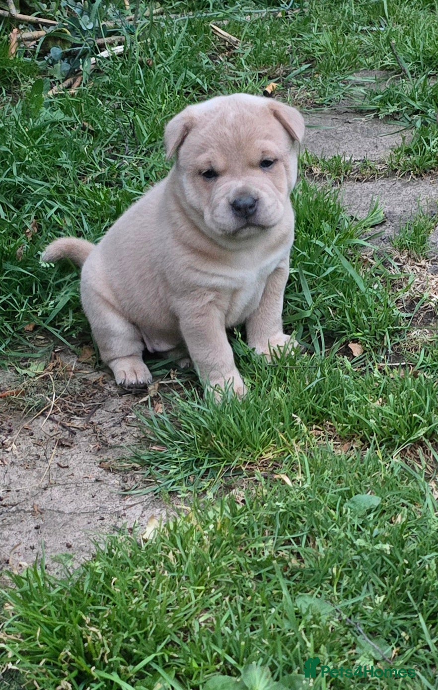 Mixed Breed dogs Chaffy babies - Advert 1