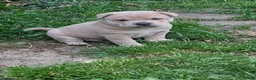Mixed Breed dogs for sale: Chaffy babies - Advert 1