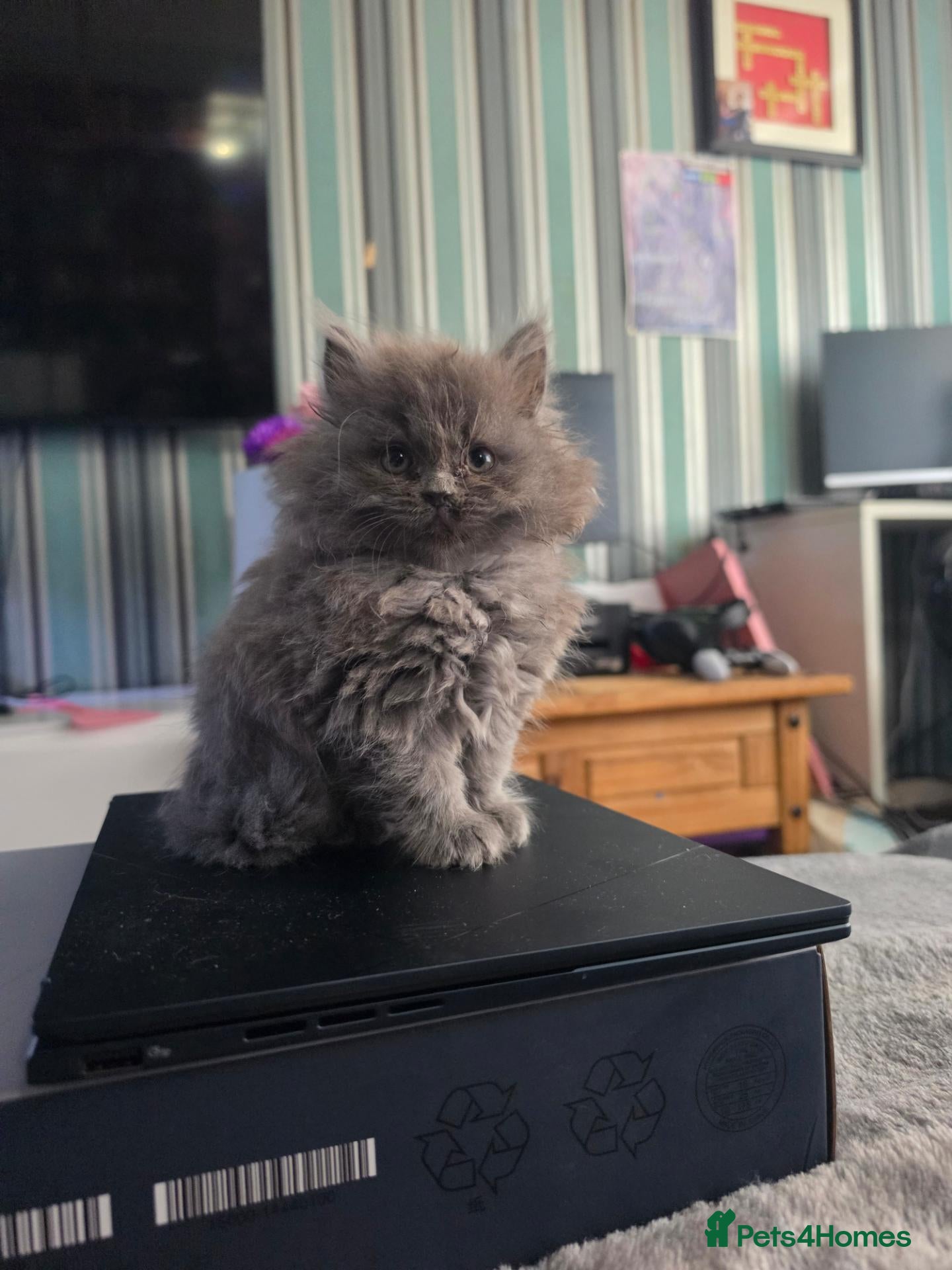 Persian cats Last persian kittens ready now - Advert 1