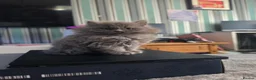 Persian cats for sale: Last female persian kittens ready now - Advert 1