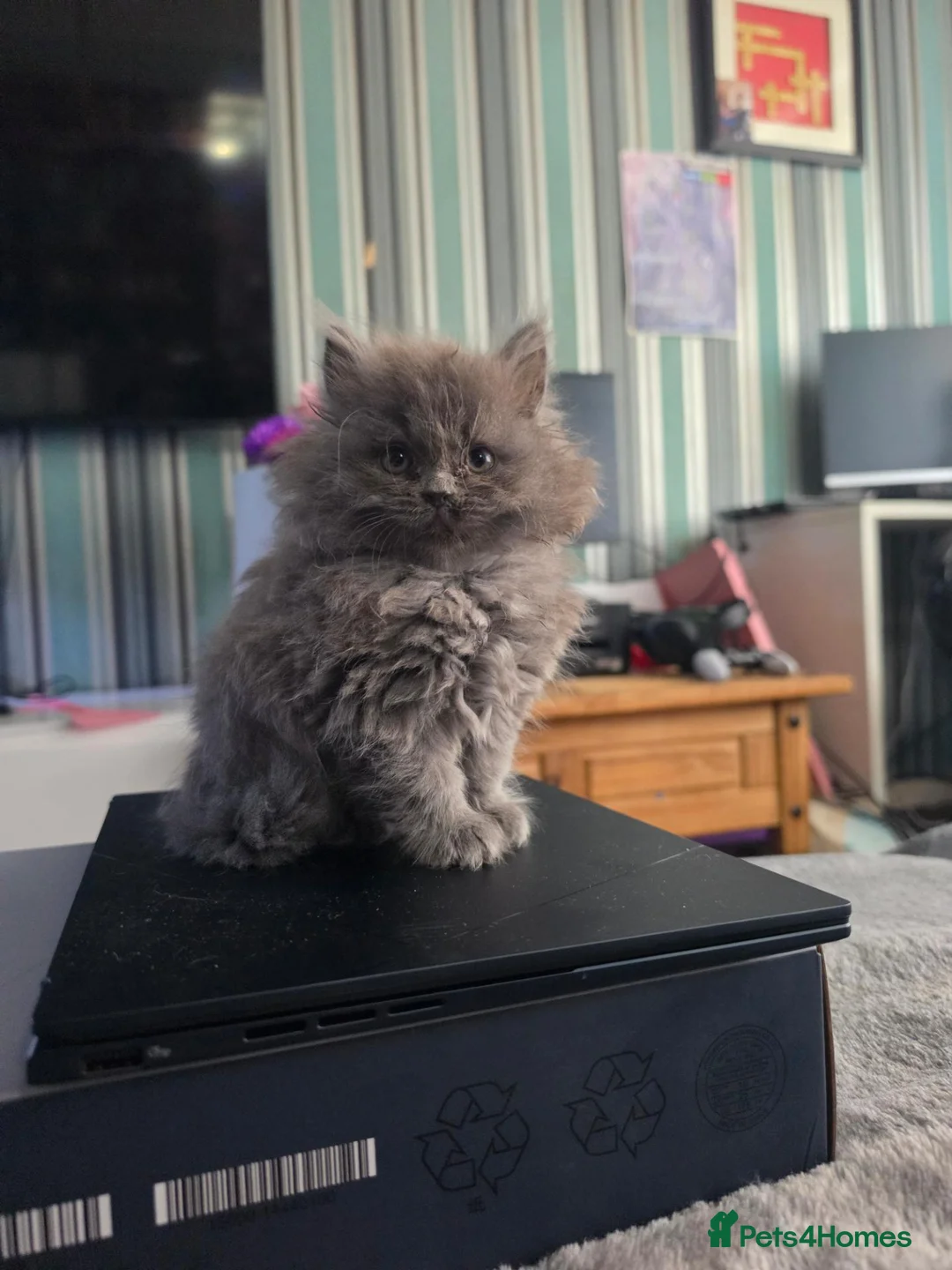 Persian cats for sale: Last female persian kittens ready now - Advert 1