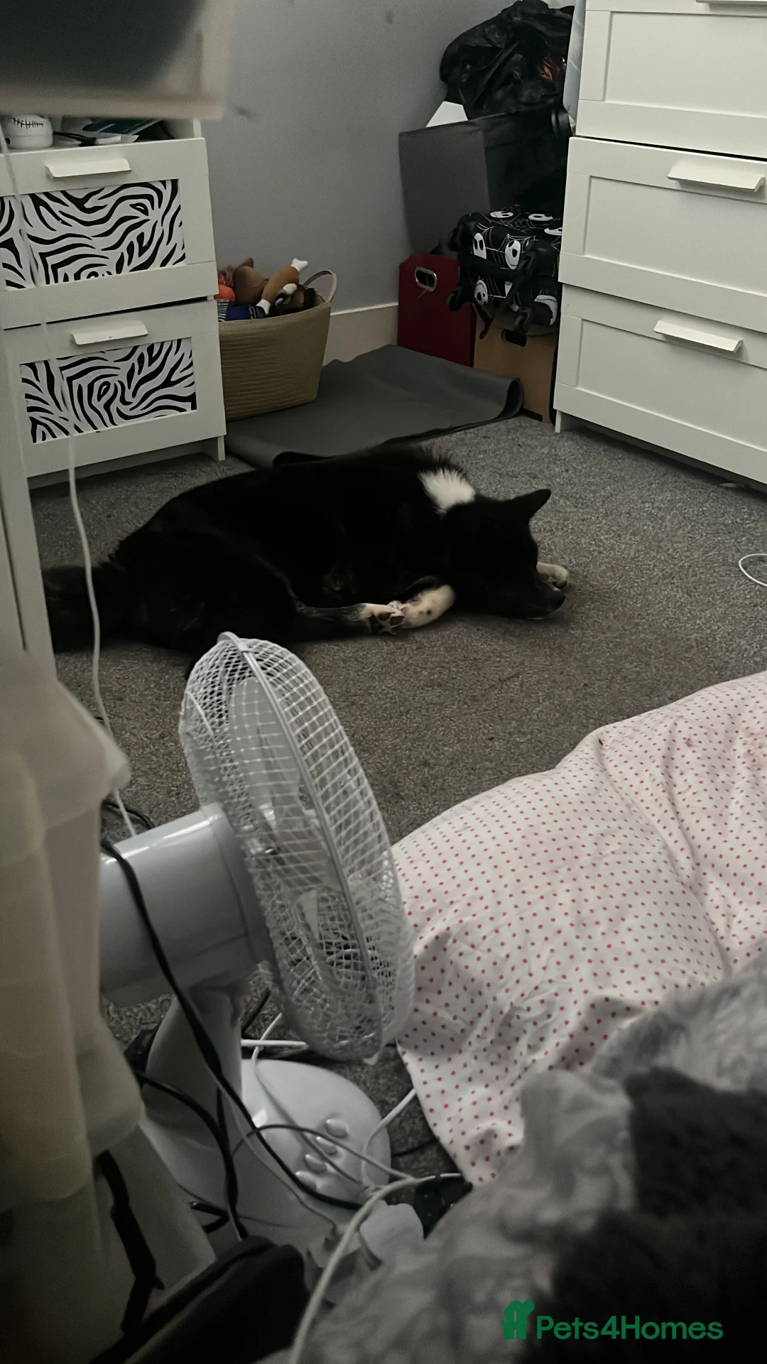 Japanese Akita Inu dogs for sale: Hades Rehome  - Advert 4