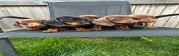 Miniature Dachshund dogs for sale: Beautiful dachshund puppy ready to leave  in Accrington - Advert 1