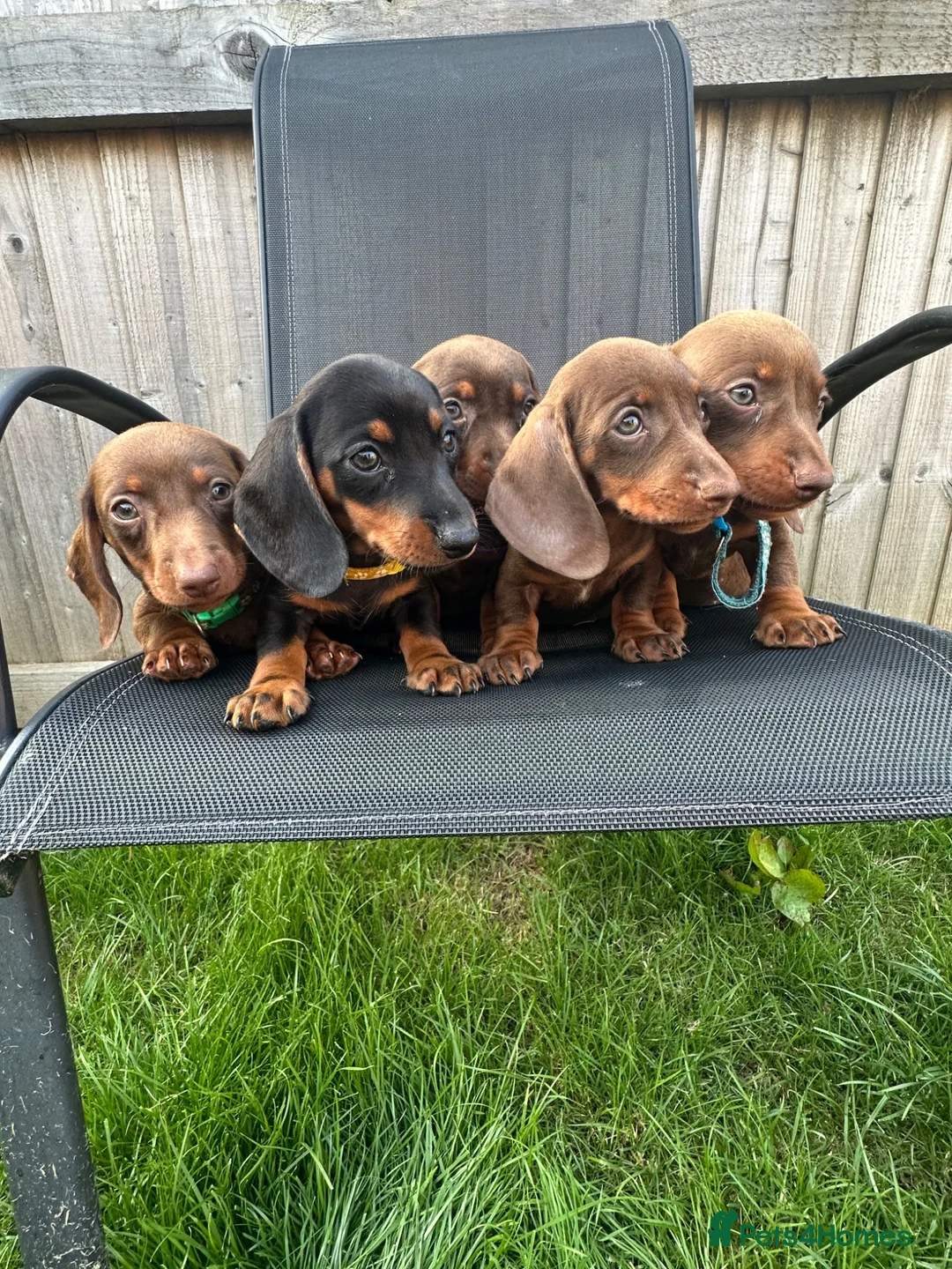 Miniature Dachshund dogs for sale: Beautiful dachshund puppy ready to leave  in Accrington - Advert 1