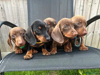 Miniature Dachshund dogs Beautiful dachshund puppy ready to leave - Advert 3