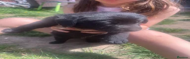 Labrador Retriever Puppy 6