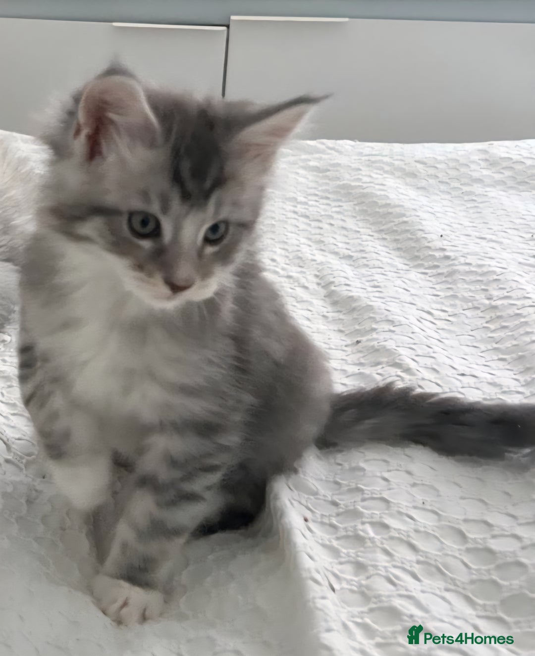 Maine Coon cats for sale: Gorgeous TICA Maine Coon Kittens - Advert 3