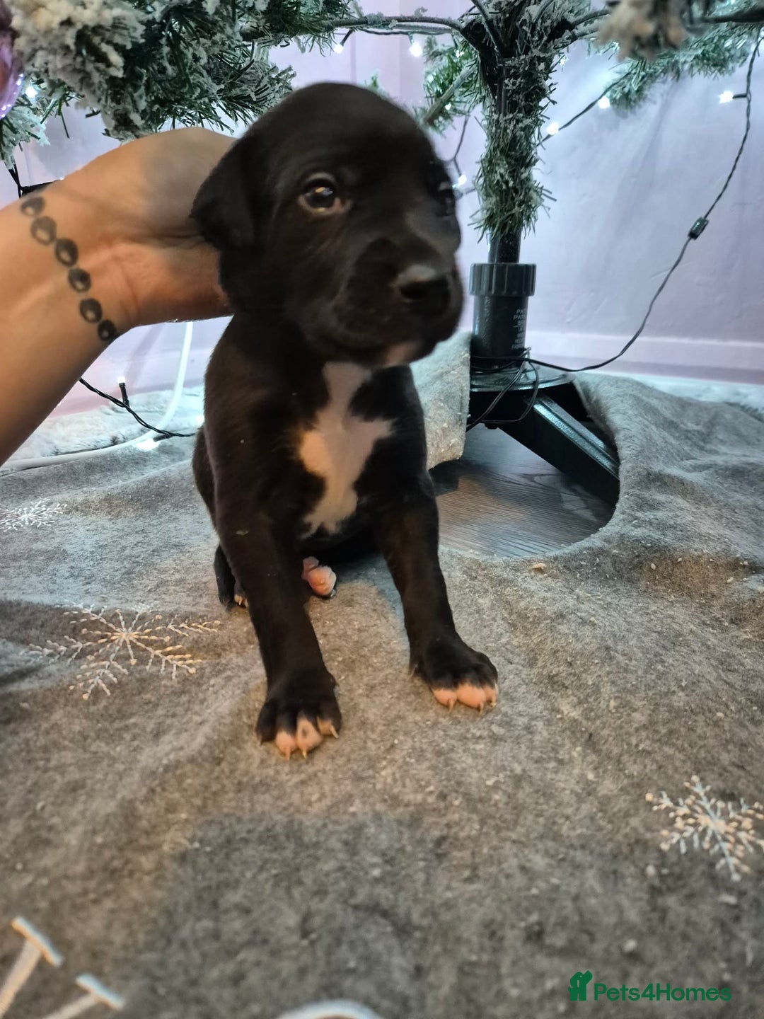 Mixed Breed dogs for sale: Gray bull hounds  - Advert 12