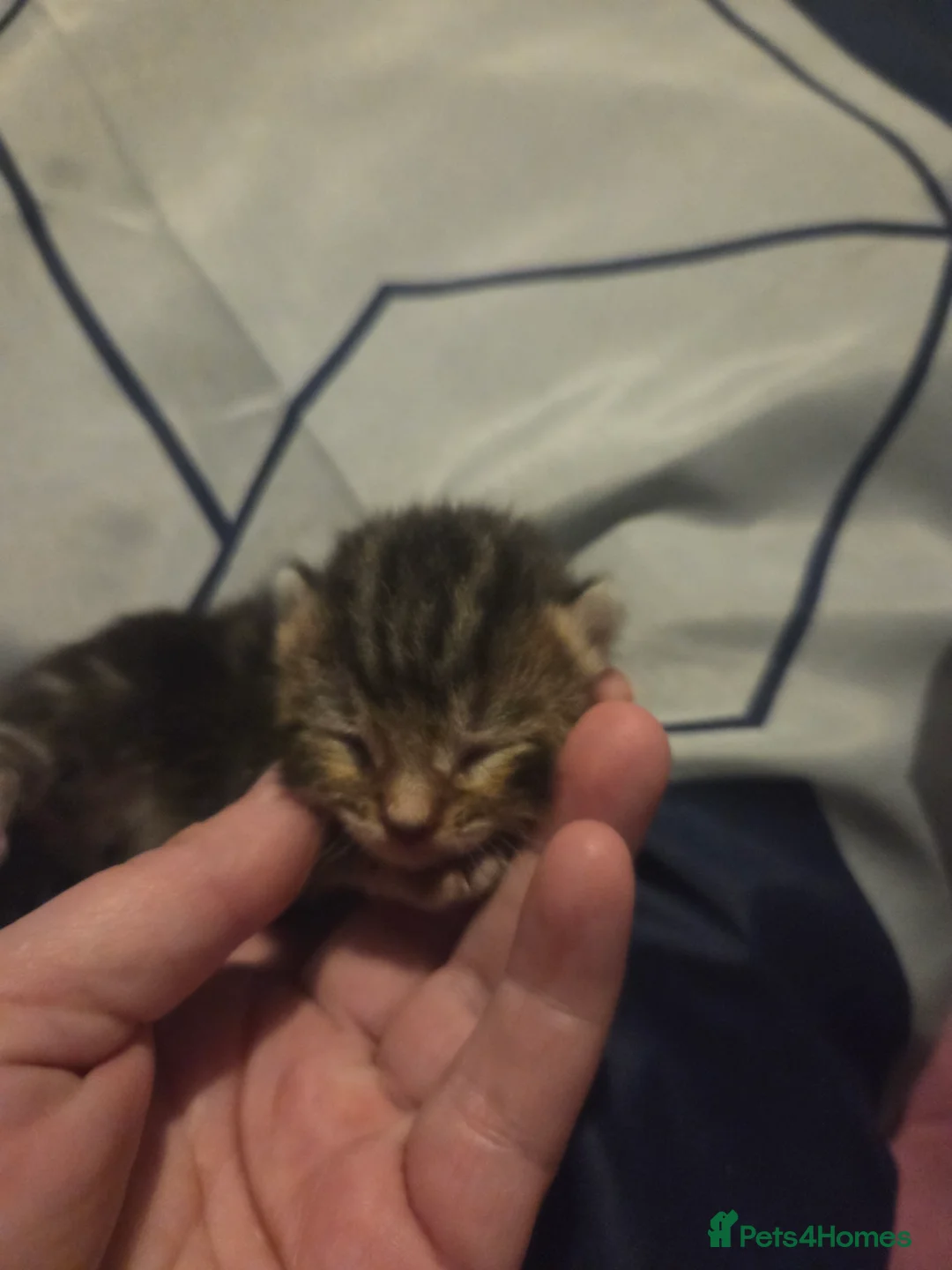 Mixed Breed cats for sale: 4 tabby kittens - Advert 7