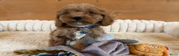 Cavapoo dogs for sale: F1 Cavapoo Puppies - Advert 6